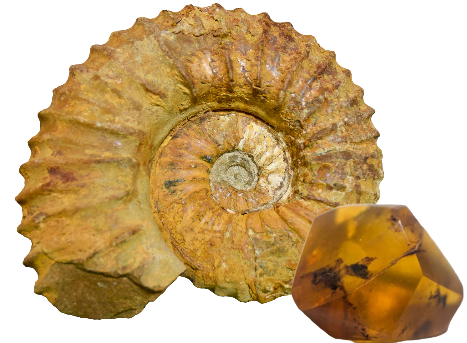 ammonite
