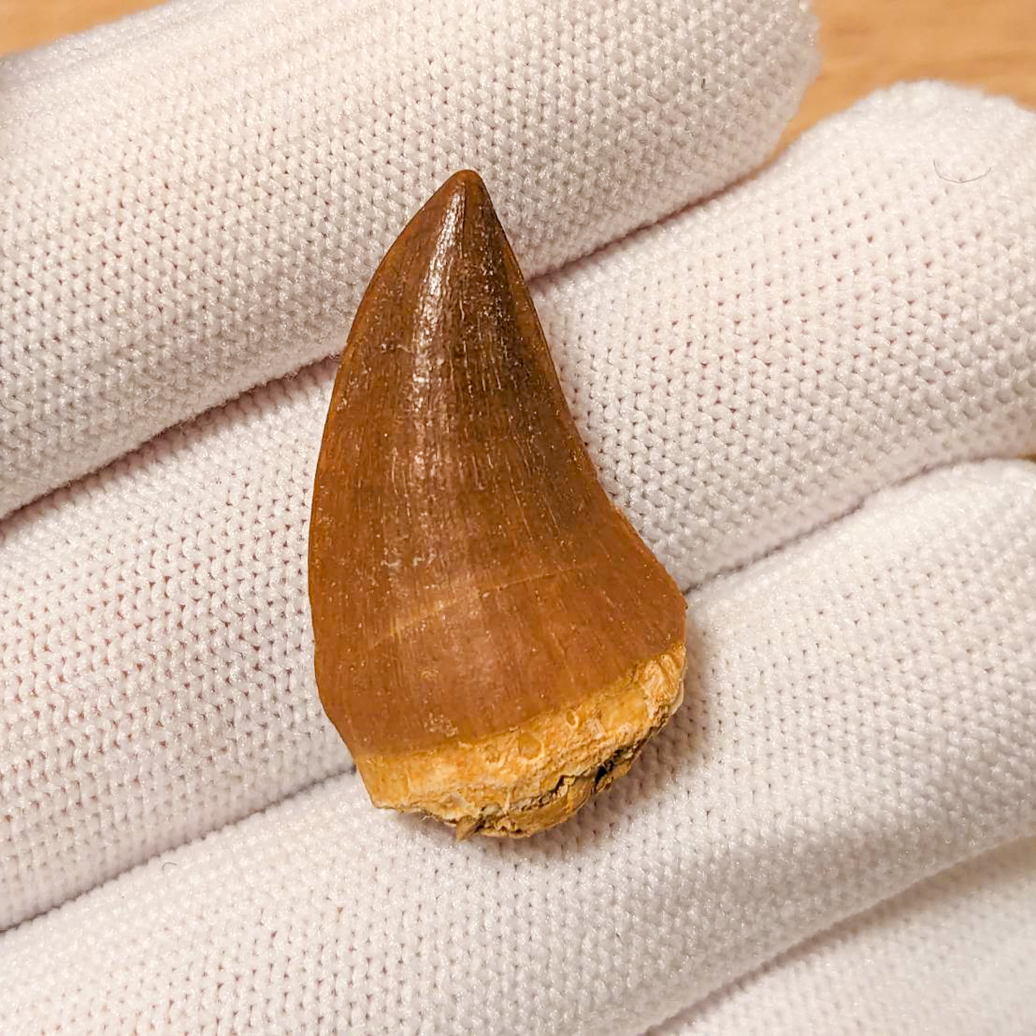 fossil